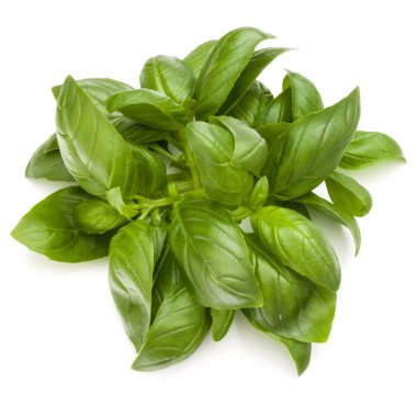 Fesleğen bitki yaprakları