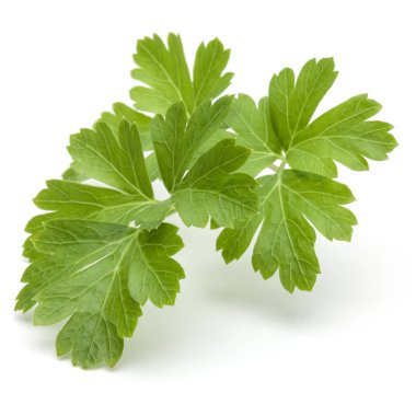 taze maydanoz bitki yaprakları