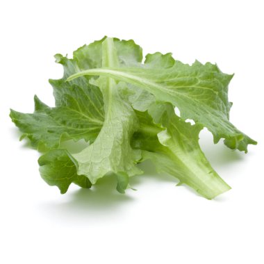 Yeşil hindiba salata yaprakları