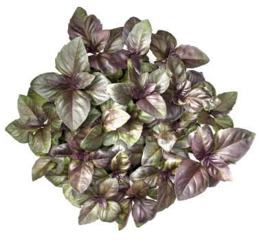 Tatlı mor fesleğen yaprağı 