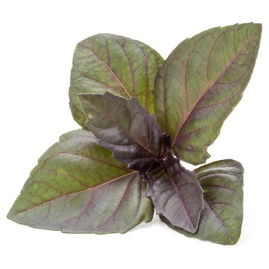 taze kırmızı fesleğen bitki yaprakları