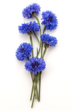 Blue Cornflowers bouquet isolated  clipart