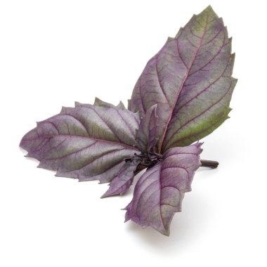 Kırmızı fesleğen bitki yaprakları