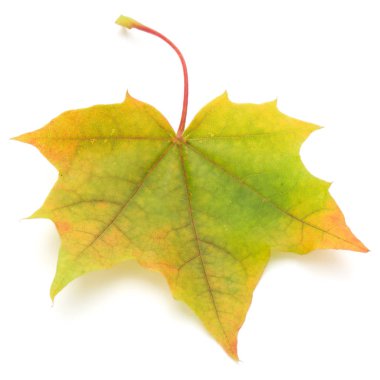 Sonbahar akçaağaç yaprağı