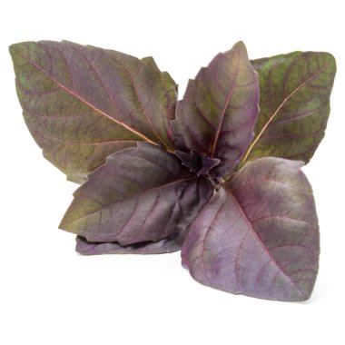 Kırmızı fesleğen bitki yaprakları