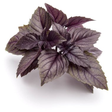 taze kırmızı fesleğen bitki yaprakları