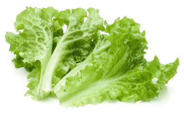 Taze yeşil marul salatası yaprakları