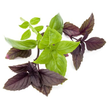 yeşil ve kırmızı fesleğen bitki yaprakları