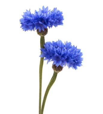 Mavi Peygamber Çiçeği başkanları