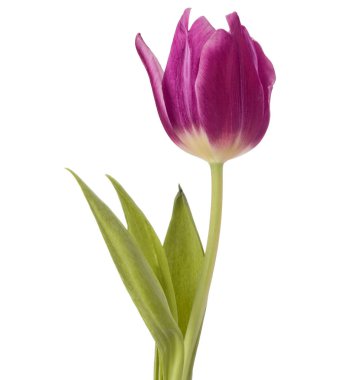 Lila Lale çiçek kafa