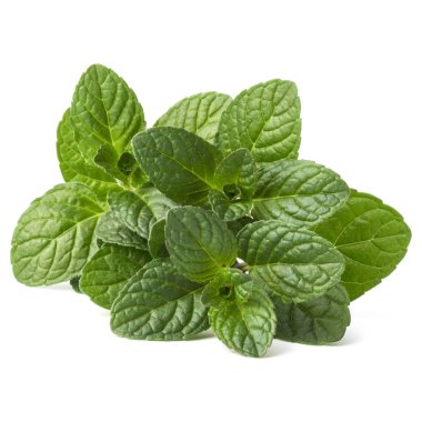 Taze nane yaprağı.