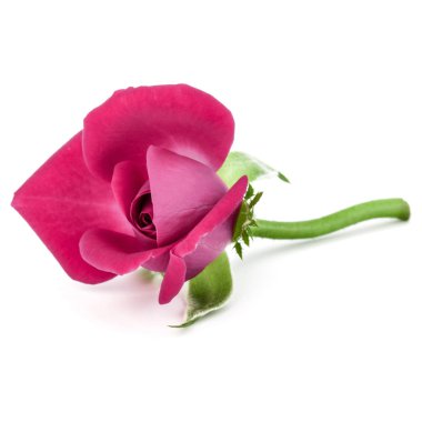 pembe Gül çiçek kafa