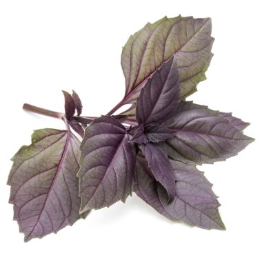 Kırmızı fesleğen bitki yaprakları