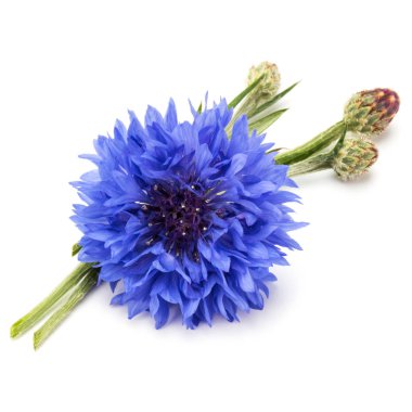 Blue Cornflower head clipart