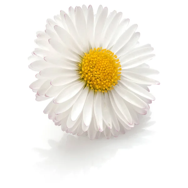 아름 다운 한 데이지 꽃 — 스톡 사진