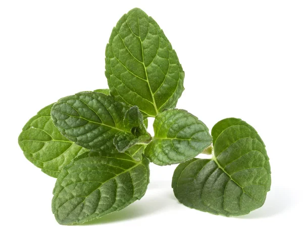 Fresh mint herb leaves — Stock Photo, Image