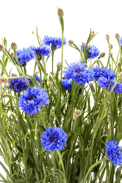 Blauwe korenbloemen boeket — Stockfoto