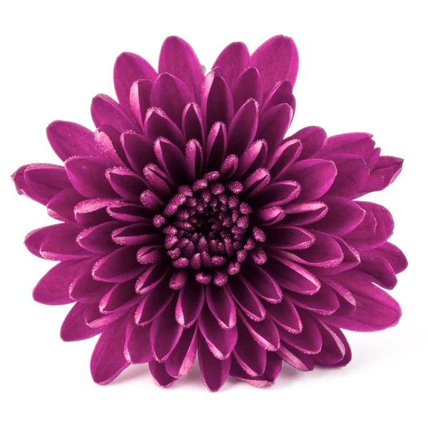 Lilac chrysanthemum flower — Stock Photo, Image