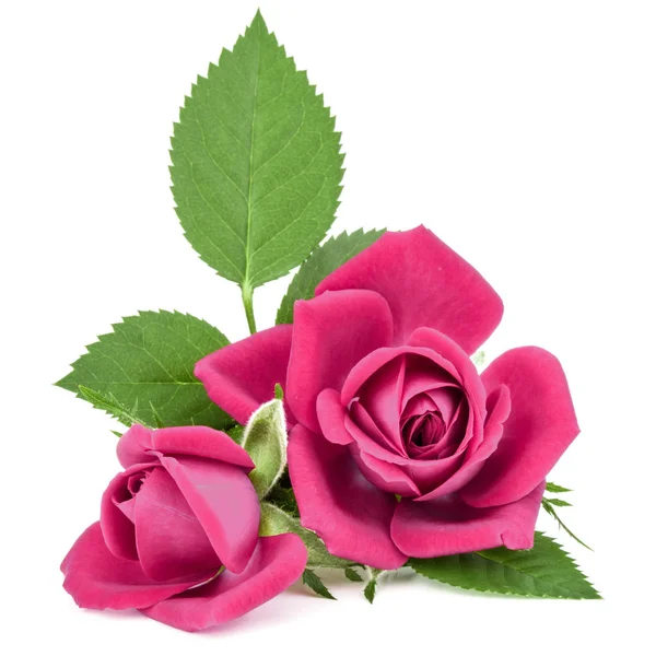 Różowa róża kwiaty bukiet — Zdjęcie stockowe