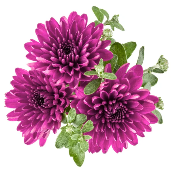 Fleurs de chrysanthème lilas — Photo