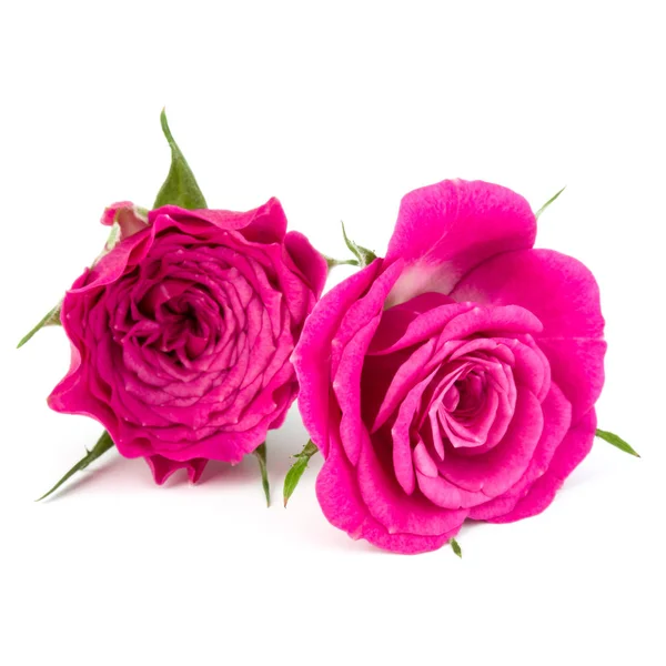 粉红色的月季花花束 — 图库照片