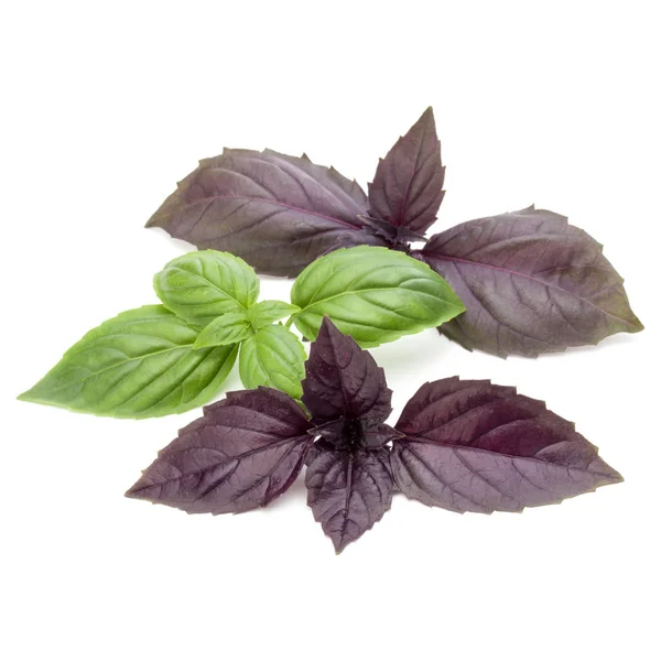 Folhas de ervas de manjericão verde e vermelho — Fotografia de Stock