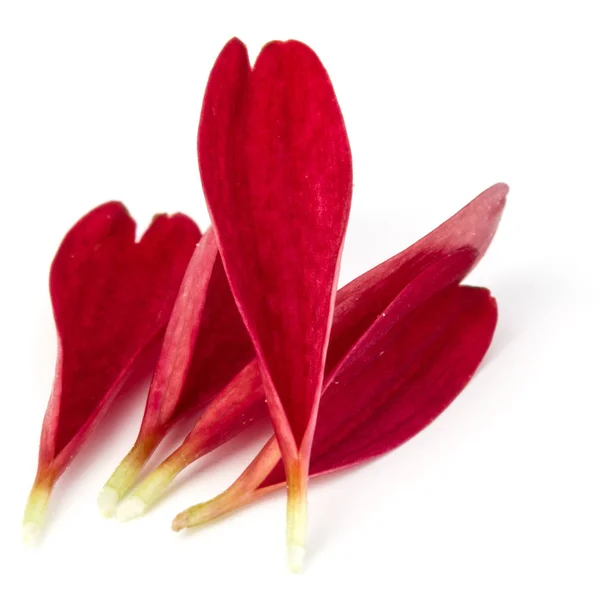 Płatki kwiatów chryzantemy czerwony — Zdjęcie stockowe