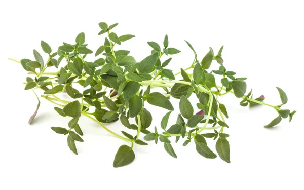 Thyme fresh herb — Stock Photo, Image