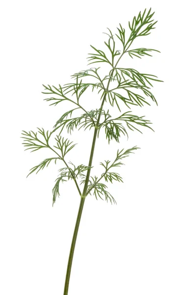 신선한 녹색 딜 허브 잎 — 스톡 사진