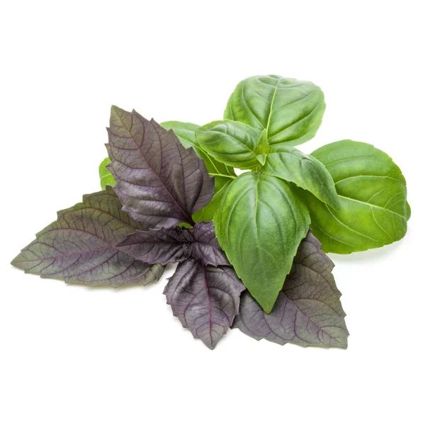 Zöld és piros gyógynövény bazsalikom — Stock Fotó