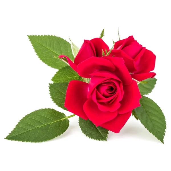 Vermelho rosa flores buquê — Fotografia de Stock