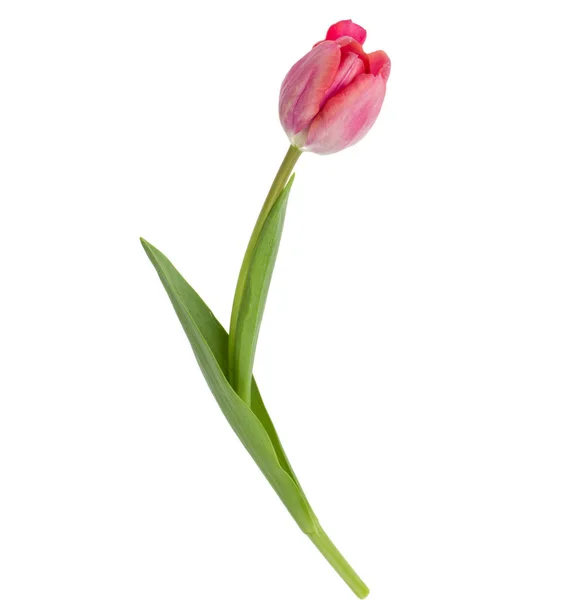 Egy rózsaszín tulipán virág — Stock Fotó
