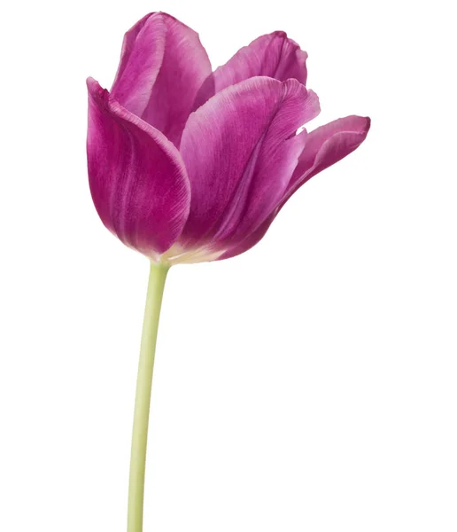 Lila Tulpenblütenkopf — Stockfoto