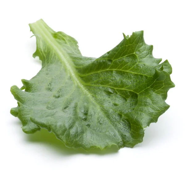 Gröna endiv sallad blad — Stockfoto