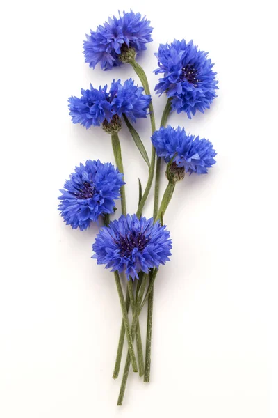 Mazzo di fiori di mais blu isolato — Foto Stock