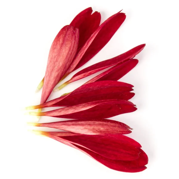 Röda krysantemum blomma kronblad — Stockfoto