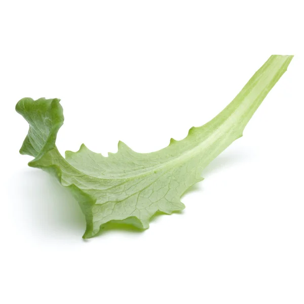 Folha de salada endívia verde — Fotografia de Stock