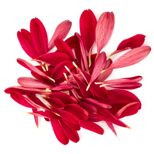 Pétalas de flor de crisântemo vermelho — Fotografia de Stock