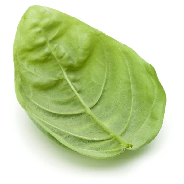 녹색 바 질 허브 잎 — 스톡 사진