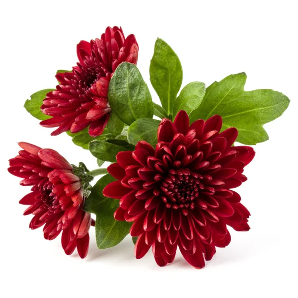 Fleurs de chrysanthème rouge — Photo