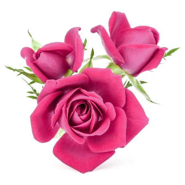 Pink rose flowers bouquet — Stock Photo, Image