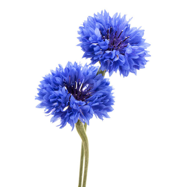 Blue Cornflowers heads