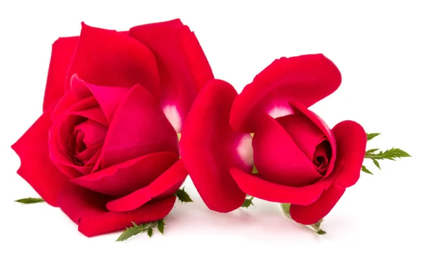 Bouquet di fiori di rosa rossa — Foto Stock