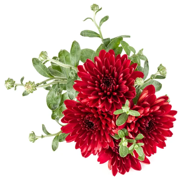 Fleurs de chrysanthème rouge — Photo