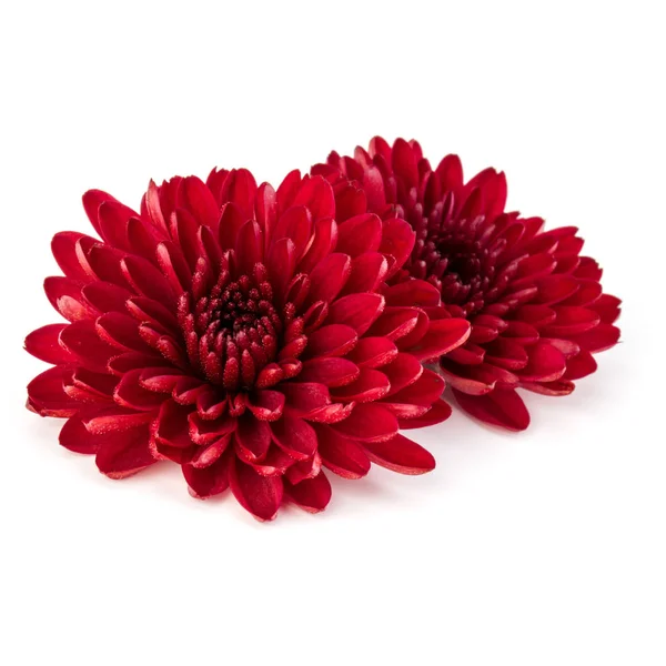 Red Chrysanthemum Flowers White Background — Stock Photo © natika 194213942