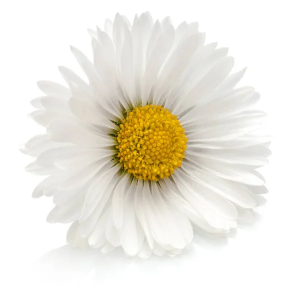 Szép egy százszorszép virág — Stock Fotó