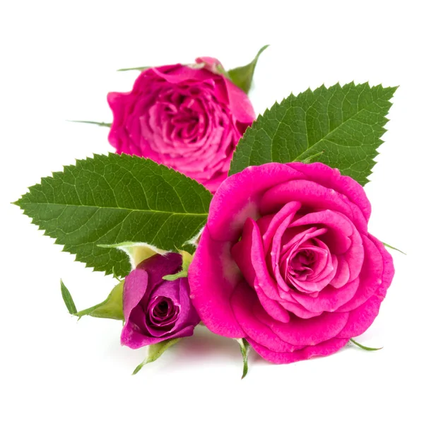 Ροζ τριαντάφυλλο λουλούδια μπουκέτο απομονωμένες — Φωτογραφία Αρχείου