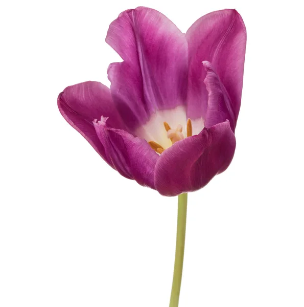 Blomman lila tulpan — Stockfoto