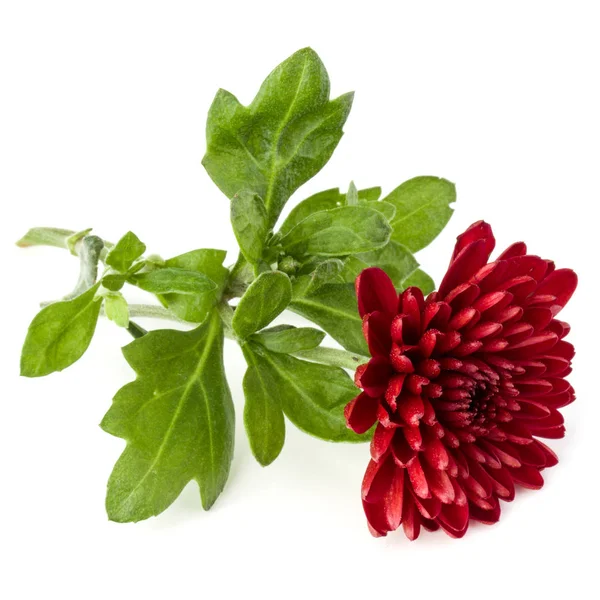 Rote Chrysanthemenblüte — Stockfoto