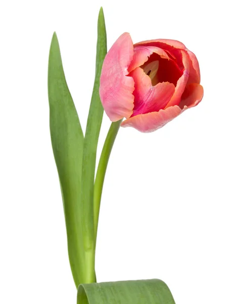 Un fiore di tulipano rosa — Foto Stock